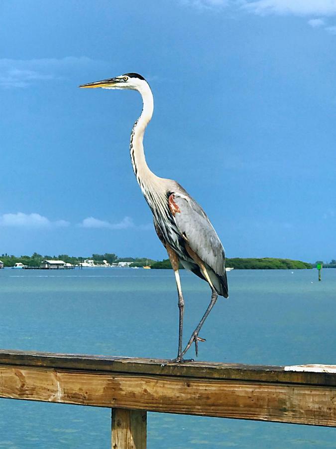 Shorewalk Full Condo Lake View Near To Beach Img Bradenton Zewnętrze zdjęcie